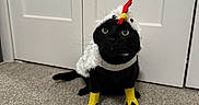 Binx joined the competition — help win amazing prizes! animal, black_cat, black_fur, carpet, cat, closet_doors, costume, domestic_animal, fluffy, front_view, funny, green_eyes, horn, indoors, pet, portrait, sitting, unicorn_costume, whiskers, yellow_legs