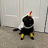 animal, black_cat, black_fur, carpet, cat, closet_doors, costume, domestic_animal, fluffy, front_view, funny, green_eyes, horn, indoors, pet, portrait, sitting, unicorn_costume, whiskers, yellow_legs