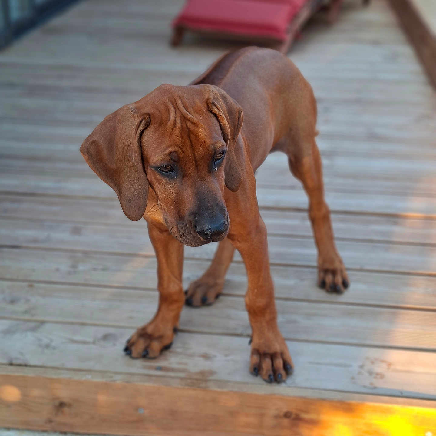 Bolt participe au concours pour gagner de l'argent avec cette photo : animal, backyard, brick_paving, brown_dog, deck, dog, floppy_ears, long_legs, lounge_chair, outdoor, patio, paws, pet, pink_chair, portrait, puppy, standing, sunset, warm_lighting, wooden_deck