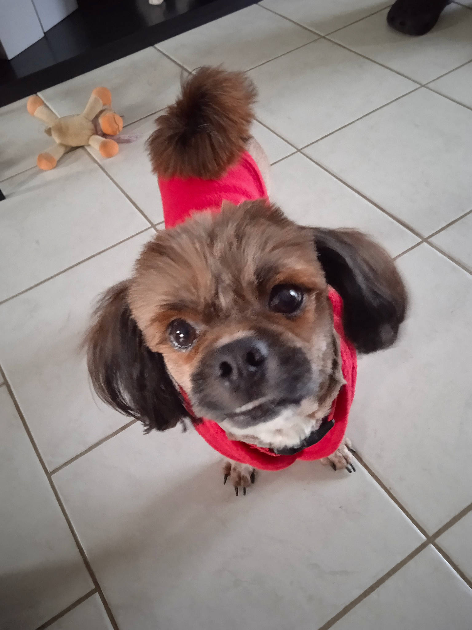 Tyko participe au concours pour gagner de l'argent avec cette photo : carnivore, collar, companion_dog, dog, dog_breed, dog_clothes, dog_supply, fawn, floor, flooring, fur, hardwood, leash, liver, snout, sporting_group, tile, tile_flooring, toy_dog, working_animal