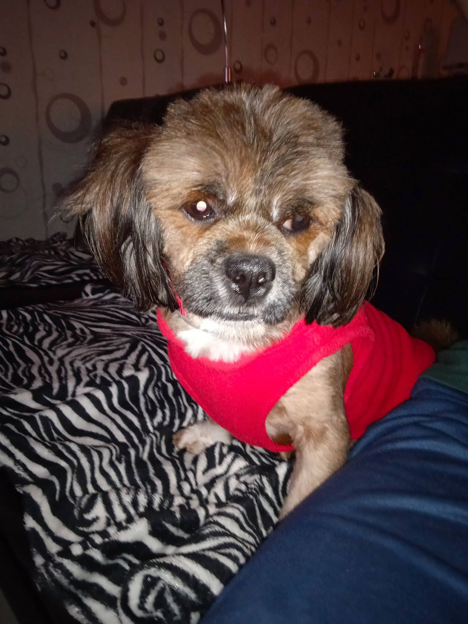 Tyko participe au concours pour gagner de l'argent avec cette photo : bathtub, border_terrier, canidae, carnivore, companion_dog, dog, dog_breed, dog_clothes, dog_supply, fawn, fur, liver, maltepoo, puppy, puppy_love, small_terrier, snout, sporting_group, terrier, toy_dog