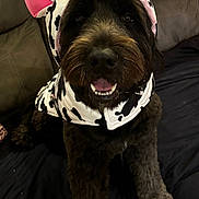 Taz joined the competition — help win amazing prizes! animal, black_fur, canine, costume, couch, cow_pattern, cozy, cute, dog, domestic_animal, face, fur, happy, hoodie, indoor, pet, pink_ears, portrait, seated, smiling