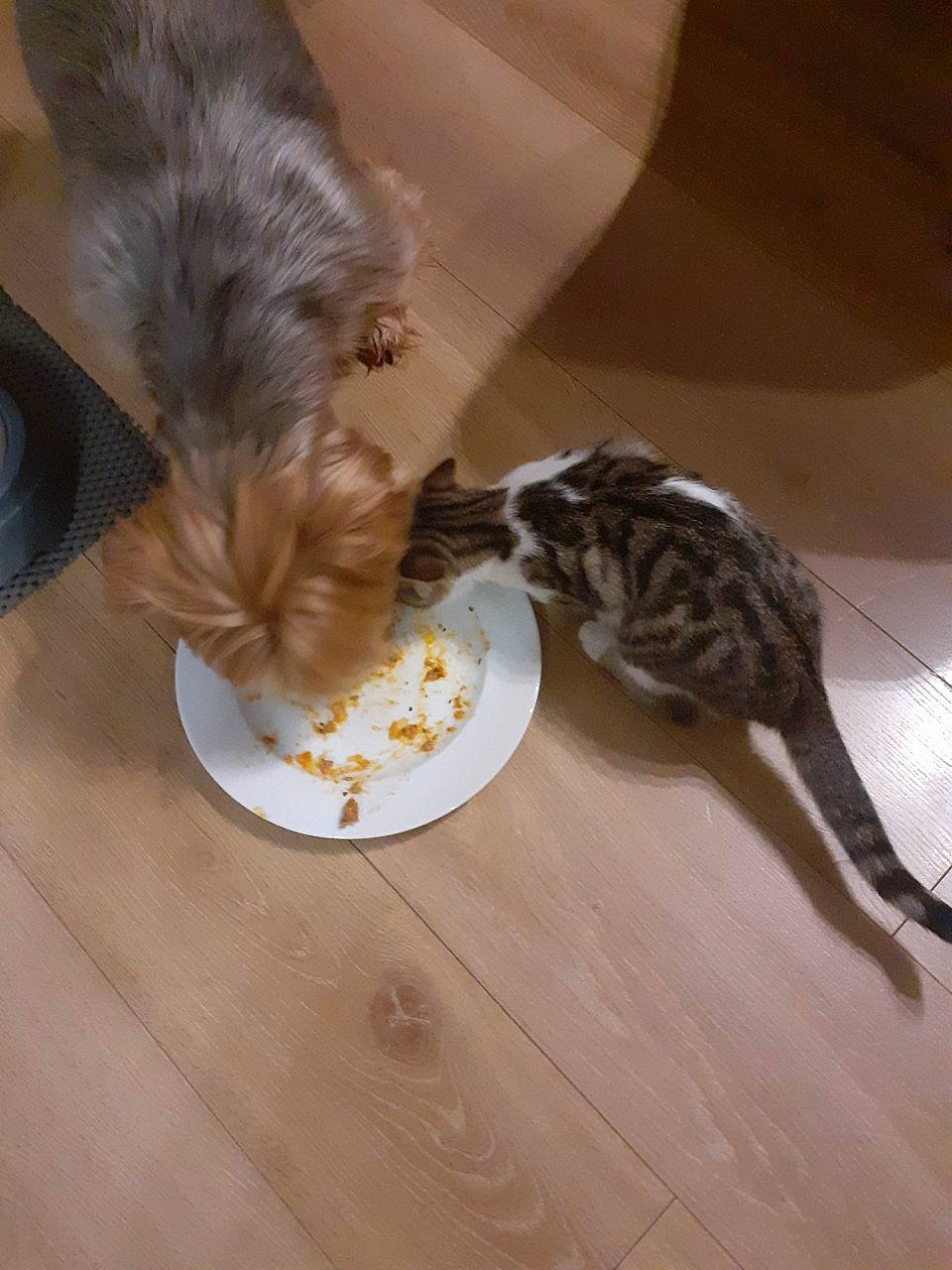 Hipop a rejoint le concours — aidez-le/la à gagner de superbes lots ! animal_feed, carnivore, cat_food, cat_supply, companion_dog, dog_breed, fawn, felidae, flooring, fur, hardwood, pet_food, pet_supply, small_animal_food, small_to_medium_sized_cats, tail, toy_dog, whiskers, wood, yorkshire_terrier