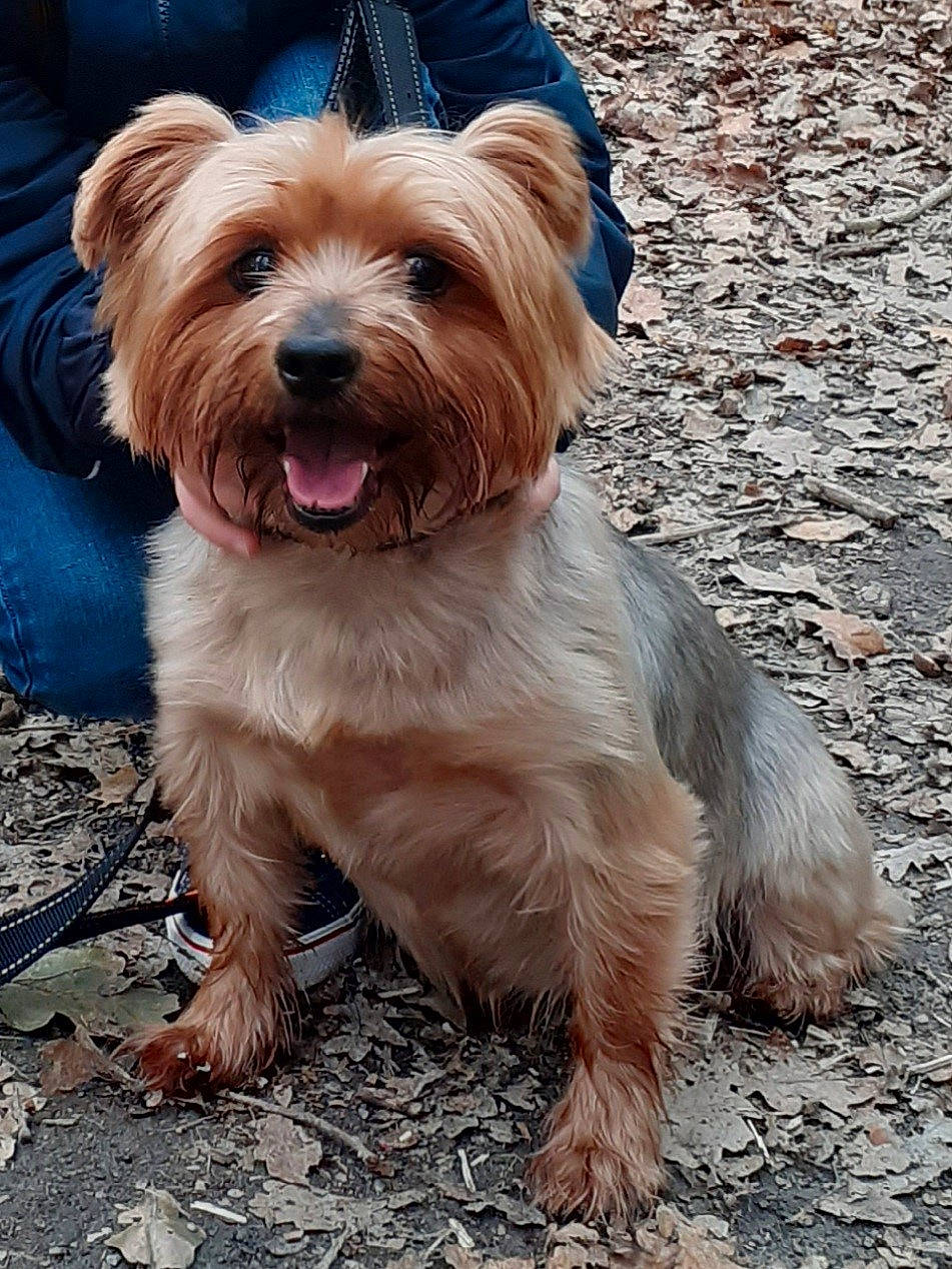 Hipop a rejoint le concours — aidez-le/la à gagner de superbes lots ! biewer_terrier, canidae, carnivore, companion_dog, dog, dog_breed, dog_collar, dog_supply, fawn, fur, liver, maltepoo, small_terrier, snout, sporting_group, terrier, toy_dog, walking, working_animal, yorkipoo