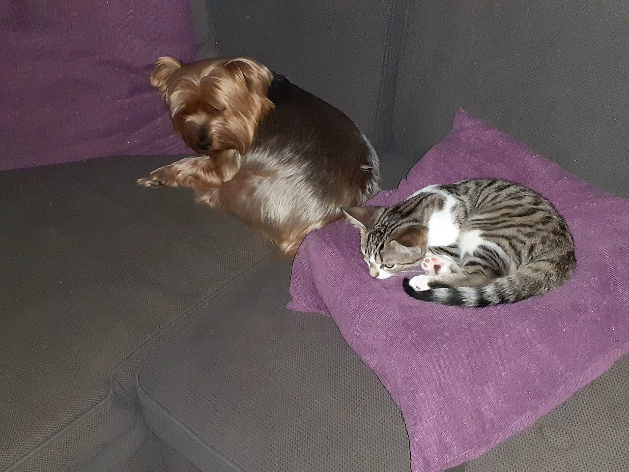 Hipop participe au concours pour gagner de l'argent avec cette photo : canidae, carnivore, cat, cat_bed, cat_supply, comfort, companion_dog, couch, dog_breed, domestic_short_haired_cat, fawn, felidae, fur, liver, nap, paw, sleep, small_to_medium_sized_cats, tail, whiskers