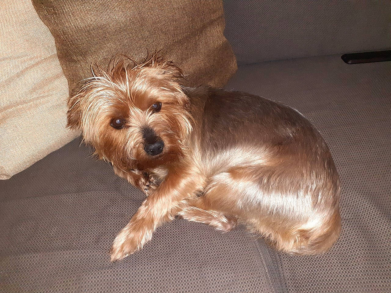 Hipop participe au concours pour gagner de l'argent avec cette photo : canidae, carnivore, comfort, companion_dog, dog, dog_breed, dog_supply, fawn, fur, liver, maltepoo, puppy_love, small_terrier, snout, sofa_bed, sporting_group, terrier, toy_dog, working_animal, yorkipoo