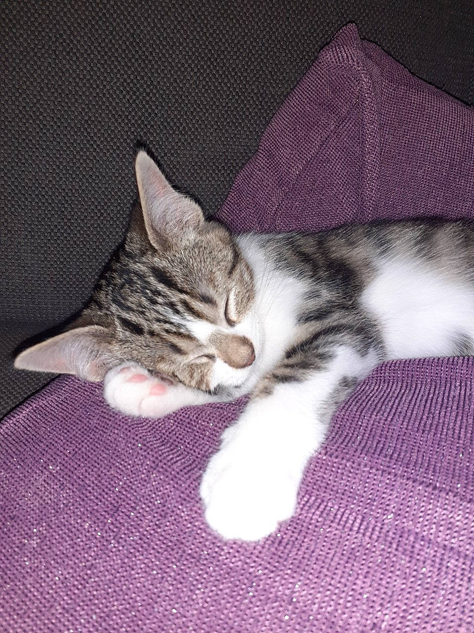 Naya a rejoint le concours — aidez-le/la à gagner de superbes lots ! carnivore, cat, claw, comfort, domestic_short_haired_cat, ear, felidae, fur, leg, nap, paw, sleep, small_to_medium_sized_cats, snout, tail, whiskers