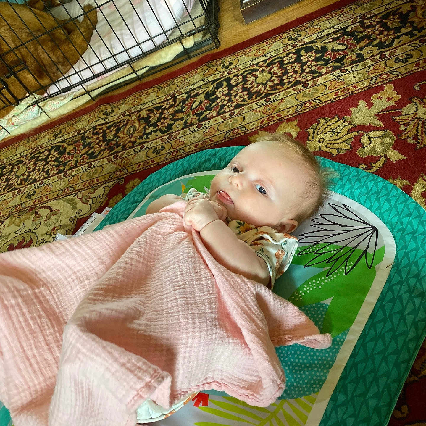 Amelia joined the competition — help win amazing prizes! animal, baby, blanket, canine, cat, clothing, couch, cushion, dog, dress, face, furniture, head, homedecor, indoors, person, pet, photography, portrait, quilt