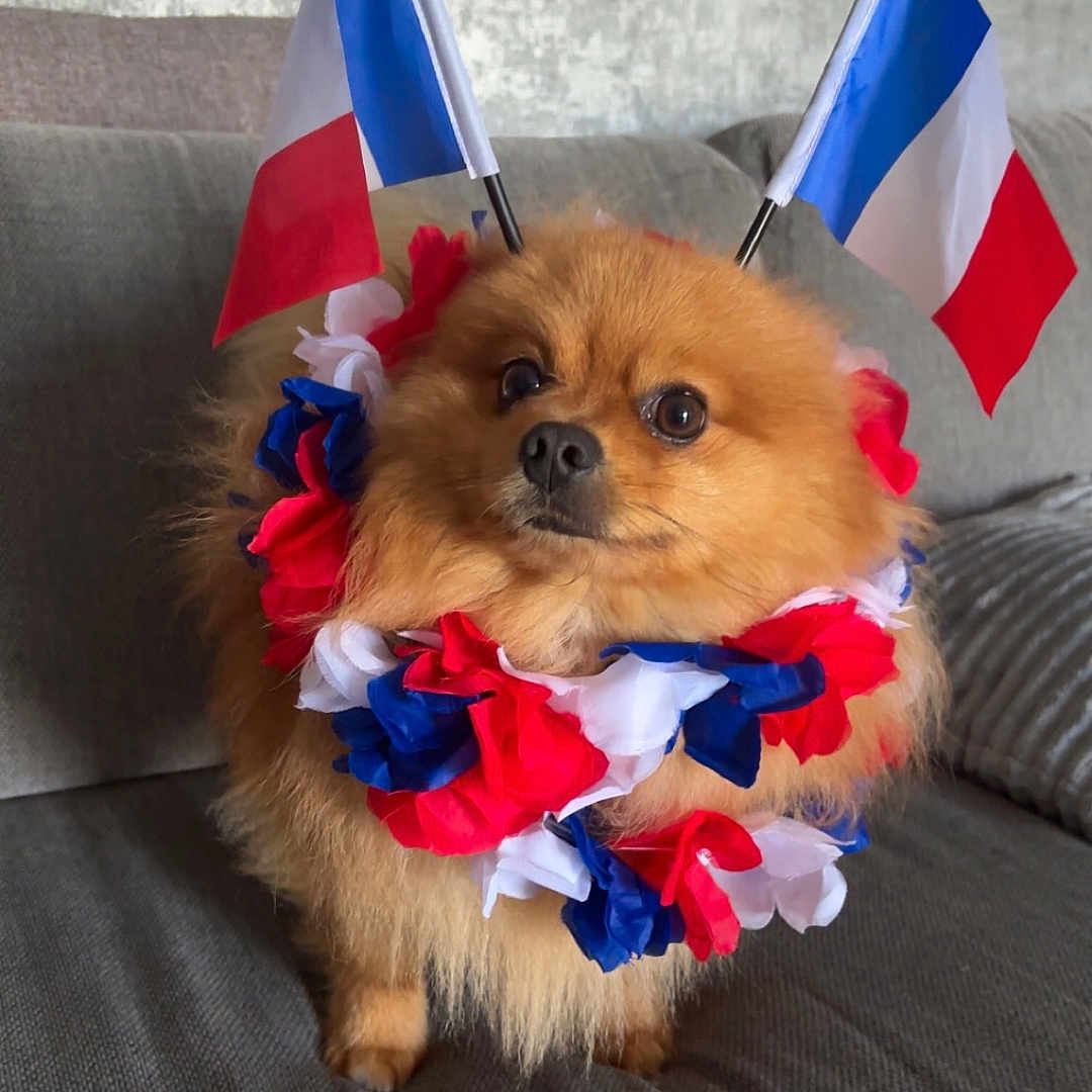 Tao participe au concours pour gagner de l'argent avec cette photo : animal, canine, cockerspaniel, couch, czechrepublicflag, dog, flag, franceflag, furniture, netherlandsflag, papillon, pet, puppy