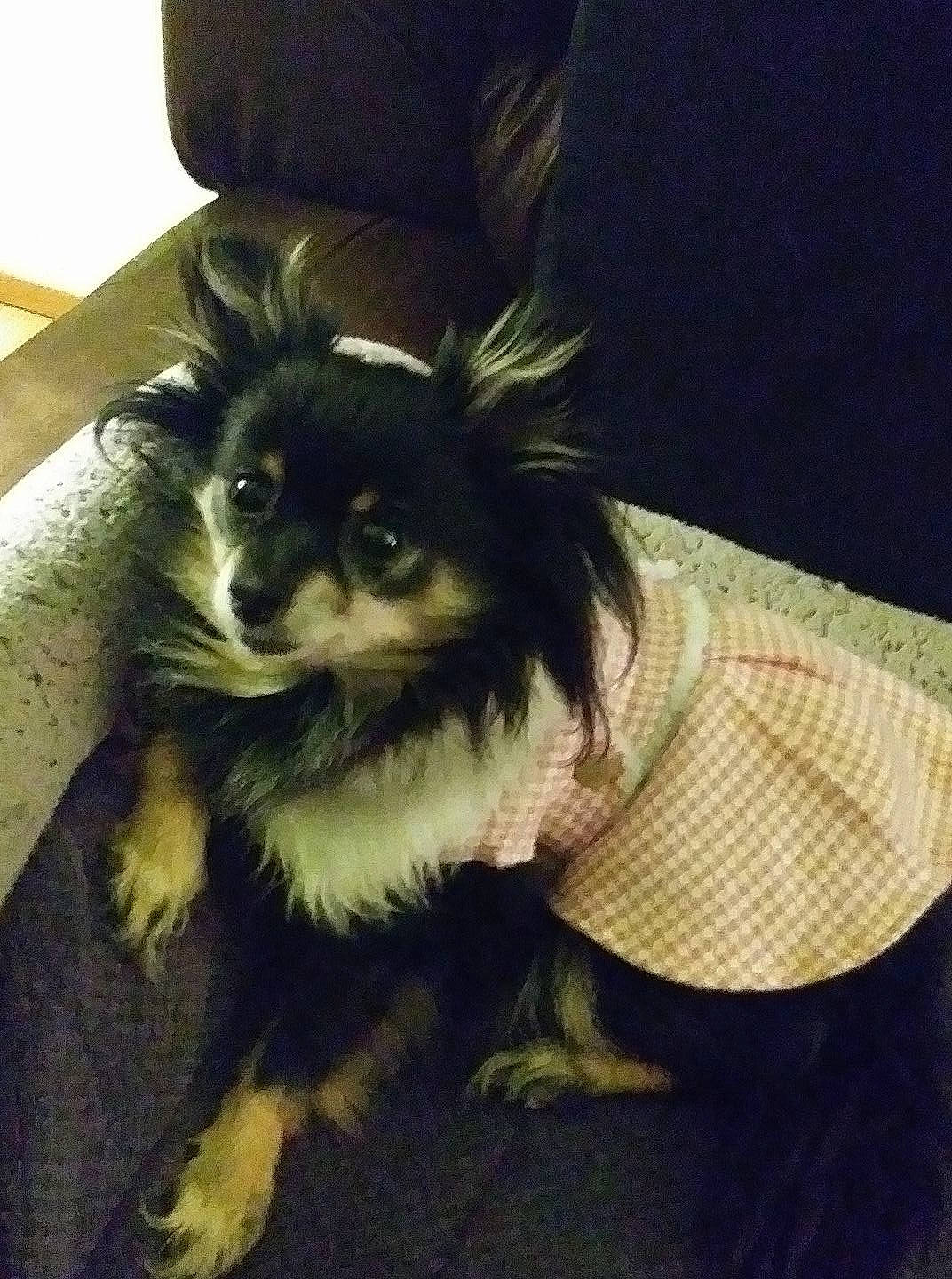 Zeva Marie Justice is registered to the contest to win money with this photo: canidae, carnivore, comfort, companion_dog, dog, dog_breed, dog_supply, fashion_accessory, felidae, fur, puppy, small_terrier, small_to_medium_sized_cats, snout, sporting_group, tail, terrier, toy_dog, whiskers, working_animal