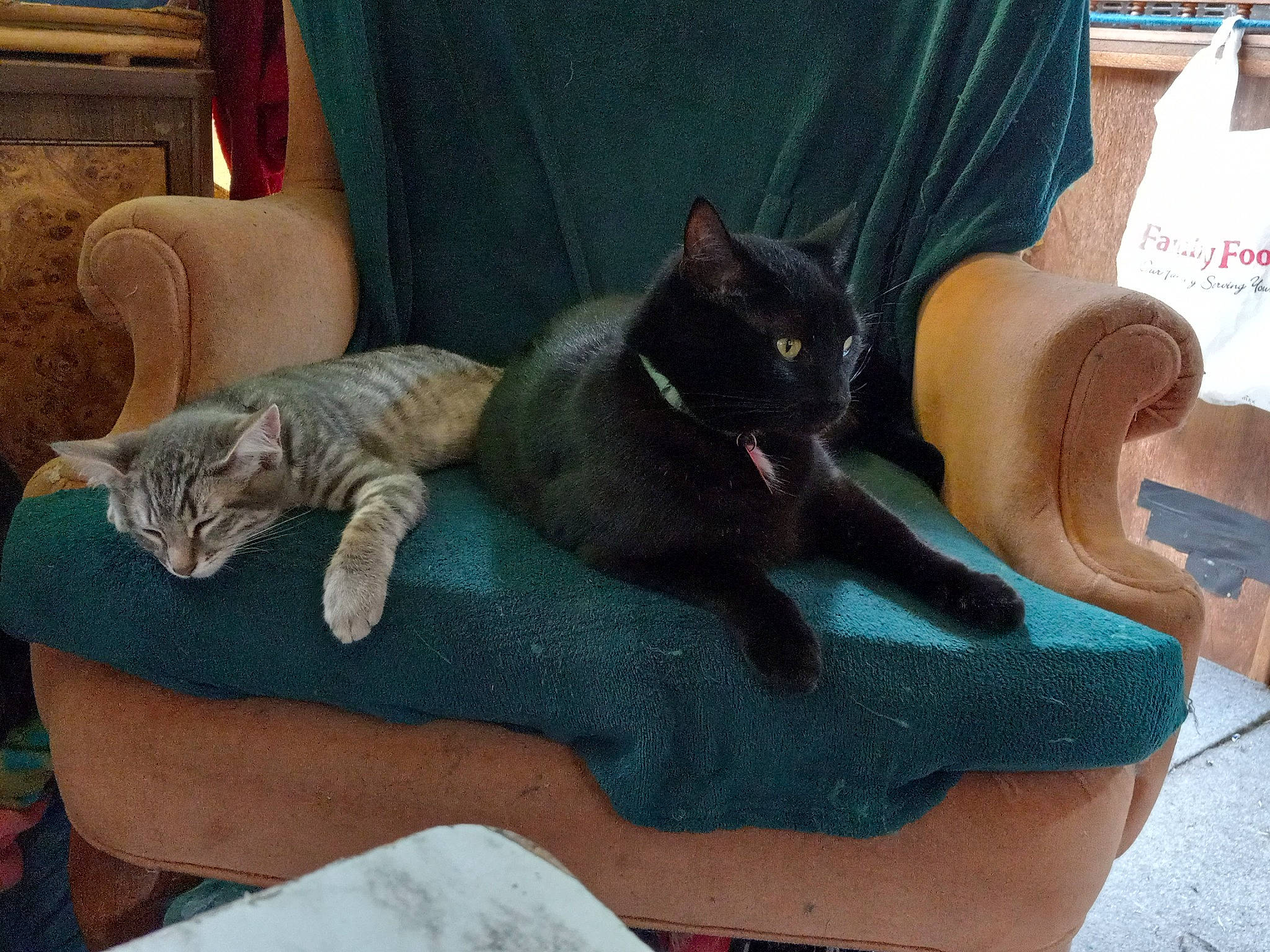 Rosy And Clarkie joined the competition — help win amazing prizes! armrest, black_cat, carnivore, cat, cat_supply, chair, comfort, couch, domestic_short_haired_cat, felidae, fur, furniture, grey, living_room, room, sitting, small_to_medium_sized_cats, tail, whiskers, wood