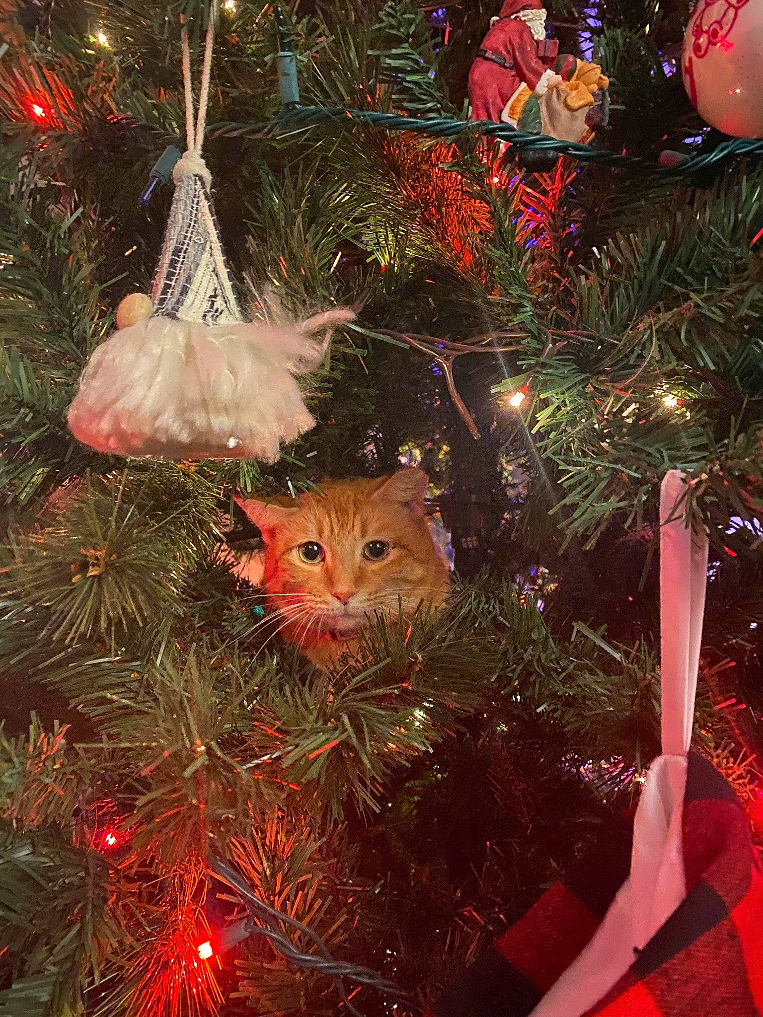 Ginger is registered to the contest to win money with this photo: branch, carnivore, cat, christmas_decoration, christmas_ornament, christmas_tree, event, evergreen, fawn, felidae, grass, holiday, holiday_ornament, larch, light, lighting, organism, ornament, whiskers, woody_plant