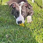 Baïka participe au concours pour gagner de l'argent avec cette photo : dog, grass, flower, dandelion, outdoor, pet, animal, nature, close_up, sunlight, black_and_white, sniffing, cute, young_dog, playful, ears, paw, nose, greenery, summer