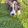 dog, grass, flower, dandelion, outdoor, pet, animal, nature, close_up, sunlight, black_and_white, sniffing, cute, young_dog, playful, ears, paw, nose, greenery, summer