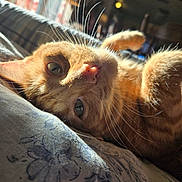 Tigger joined the competition — help win amazing prizes! cat, ginger_cat, whiskers, close_up, pet, feline, indoor, relaxed, sunlight, blanket, pattern, fur, nose, animal, cute, sleepy, laying_down, cozy, domestic_animal, portrait