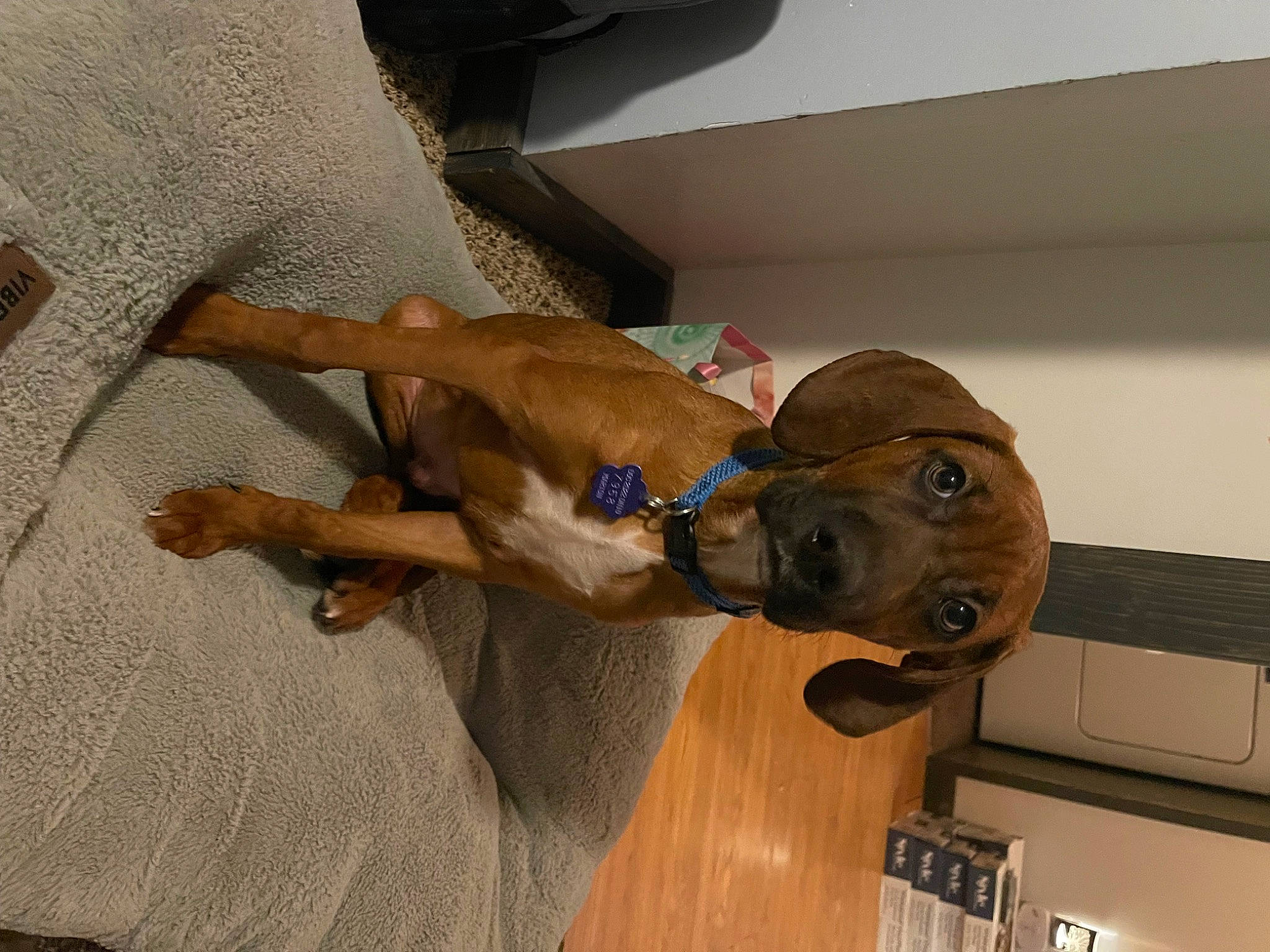 Zeus joined the competition — help win amazing prizes! canidae, carnivore, collar, comfort, companion_dog, dog, dog_breed, dog_collar, ear, fawn, hardwood, liver, non_sporting_group, pet_supply, snout, sporting_group, wood, working_animal