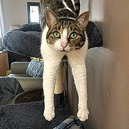 Trixie joined the competition — help win amazing prizes! cat, tabby, green_eyes, stretching, cat_tree, indoor, furniture, armchair, blanket, plaid, window, natural_light, curious, pets, whiskers, paws, feline, cozy, domestic, house