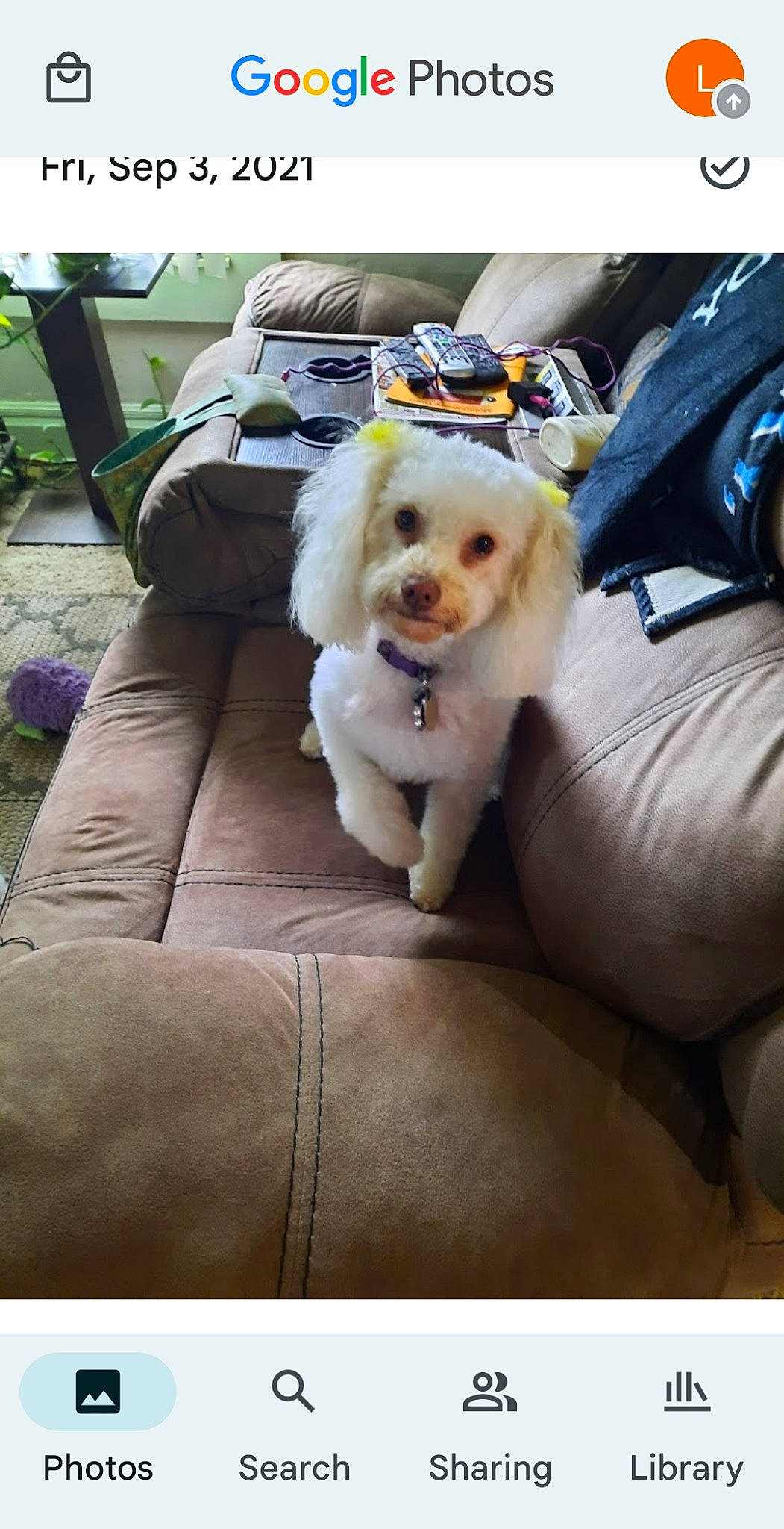 Hattie joined the competition — help win amazing prizes! automotive_exterior, automotive_lighting, bag, carnivore, chair, comfort, companion_dog, couch, dog, dog_breed, dog_collar, dog_supply, luggage_and_bags, motor_vehicle, sitting, sunglasses, toy_dog, vehicle, vehicle_door, working_animal