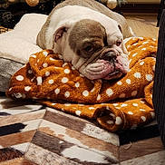 Tank is registered to the contest to win money with this photo: bulldog, dog, blanket, polka_dot, christmas_tree, ornaments, indoor, carpet, floor, decorations, cozy, pet, resting, animal, holiday, living_room, furniture, warm, cute, relaxed
