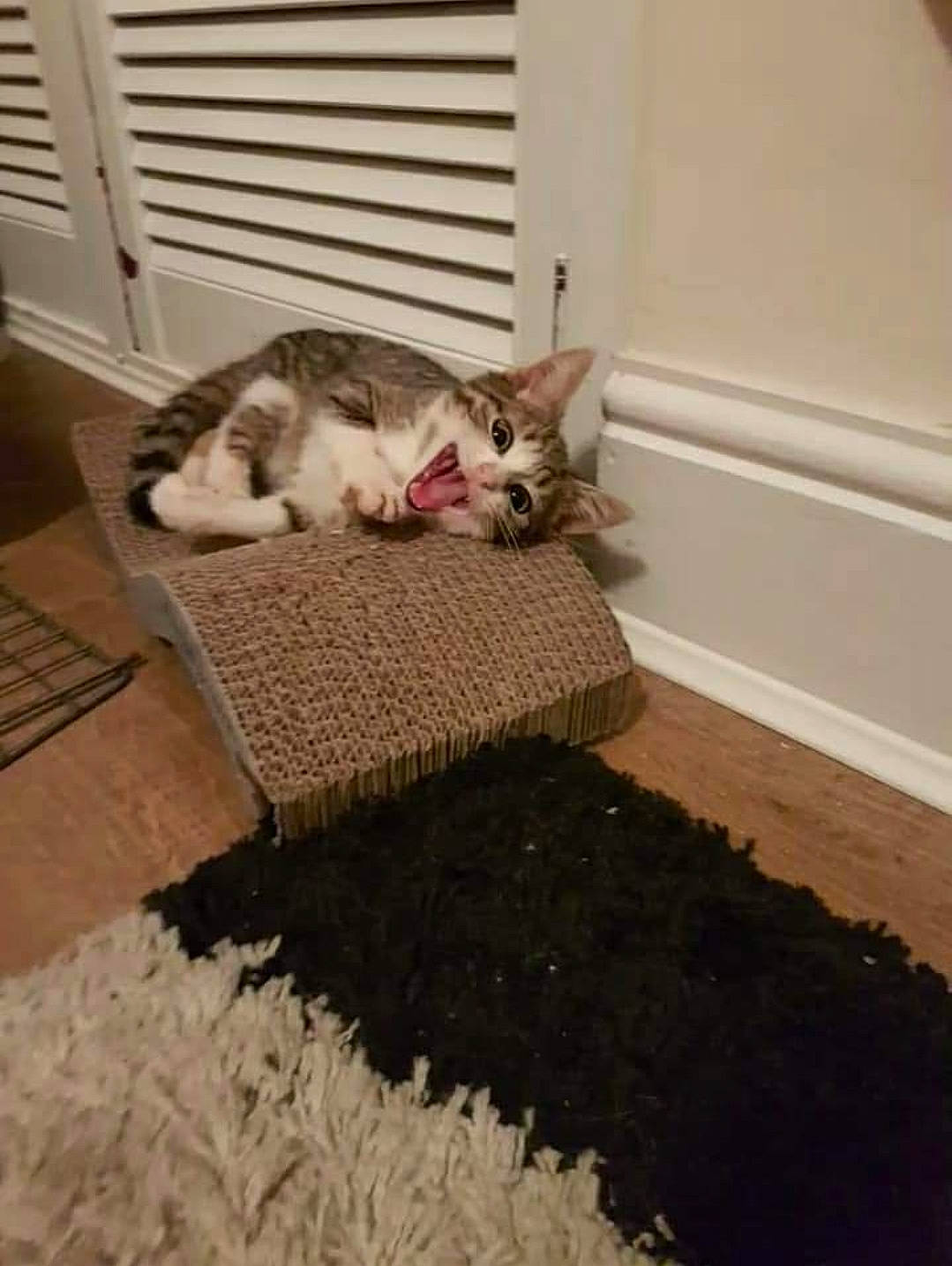 Dexter joined the competition — help win amazing prizes! carnivore, carpet, cat, comfort, domestic_short_haired_cat, fawn, felidae, floor, flooring, fur, grey, hardwood, laminate_flooring, paw, room, small_to_medium_sized_cats, tail, whiskers, wood, wood_flooring