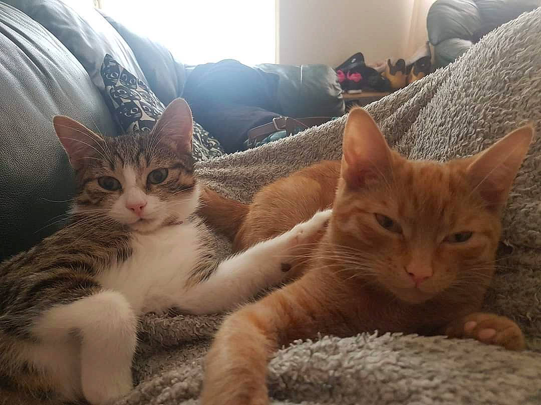 Dexter is registered to the contest to win money with this photo: carnivore, cat, cat_furniture, cat_supply, claw, comfort, couch, domestic_short_haired_cat, fawn, felidae, fur, living_room, paw, room, small_to_medium_sized_cats, snout, tail, terrestrial_animal, whiskers, wood