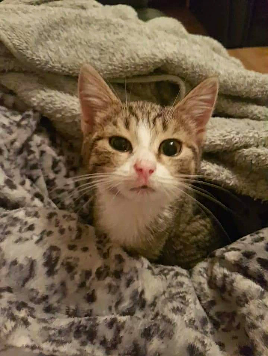 Dexter is registered to the contest to win money with this photo: carnivore, cat, claw, comfort, domestic_short_haired_cat, fawn, felidae, fur, paw, small_to_medium_sized_cats, snout, terrestrial_animal, whiskers, wildlife