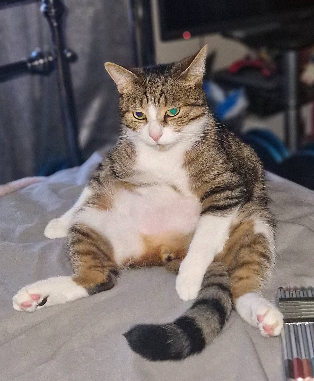 Dexter joined the competition — help win amazing prizes! carnivore, cat, claw, domestic_short_haired_cat, felidae, foot, fur, paw, sitting, small_to_medium_sized_cats, snout, tail, terrestrial_animal, whiskers