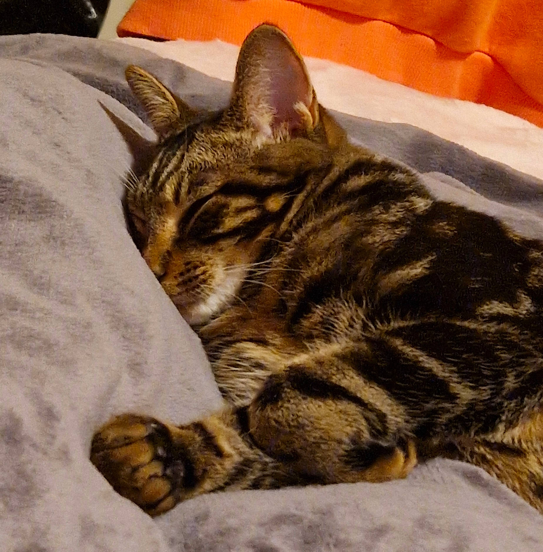 Pepper joined the competition — help win amazing prizes! carnivore, cat, claw, domestic_short_haired_cat, felidae, fur, paw, small_to_medium_sized_cats, snout, tail, terrestrial_animal, whiskers, wildlife