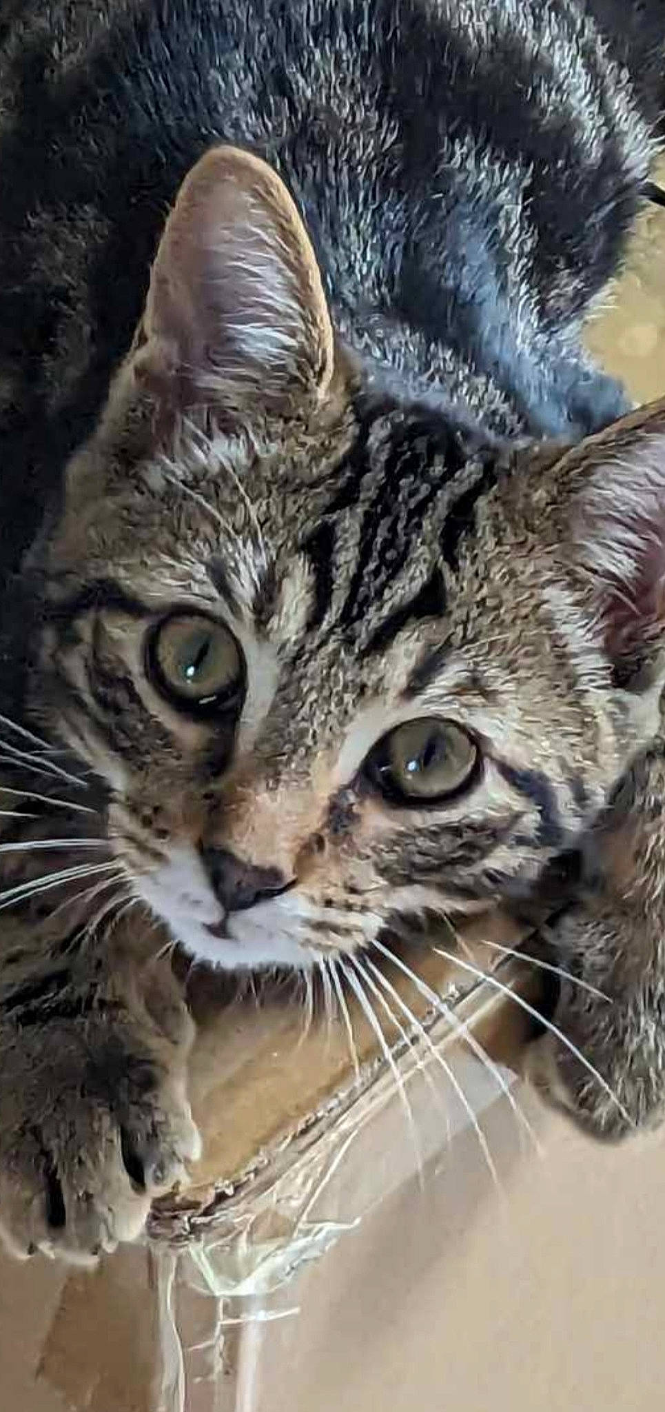 Pepper is registered to the contest to win money with this photo: carnivore, cat, claw, close_up, domestic_short_haired_cat, felidae, fur, grass, nature, organism, paw, photo_caption, small_to_medium_sized_cats, snout, terrestrial_animal, whiskers, wildlife