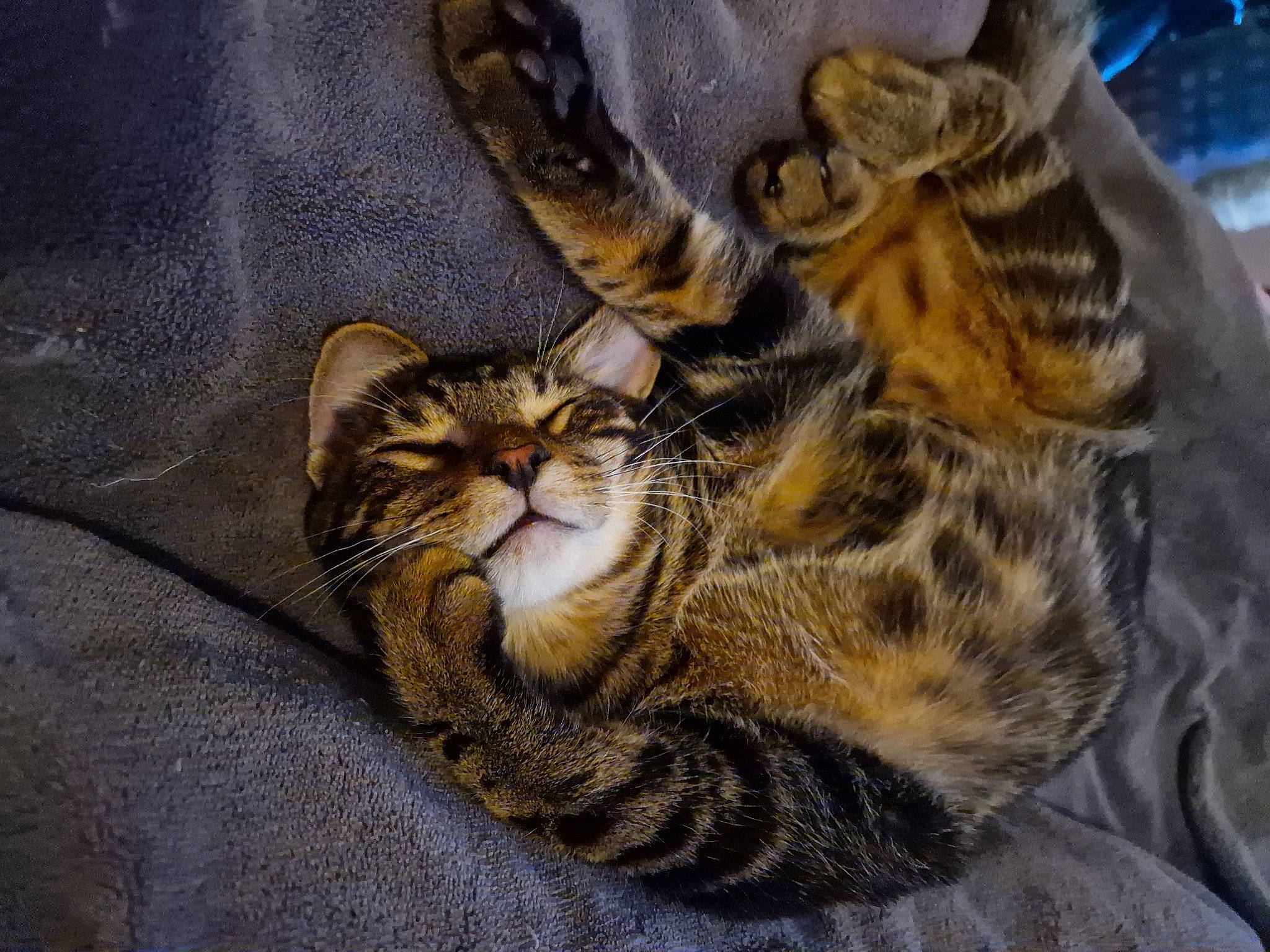 Pepper is registered to the contest to win money with this photo: carnivore, cat, claw, comfort, domestic_short_haired_cat, ear, fawn, felidae, fur, paw, small_to_medium_sized_cats, snout, terrestrial_animal, whiskers, wildlife