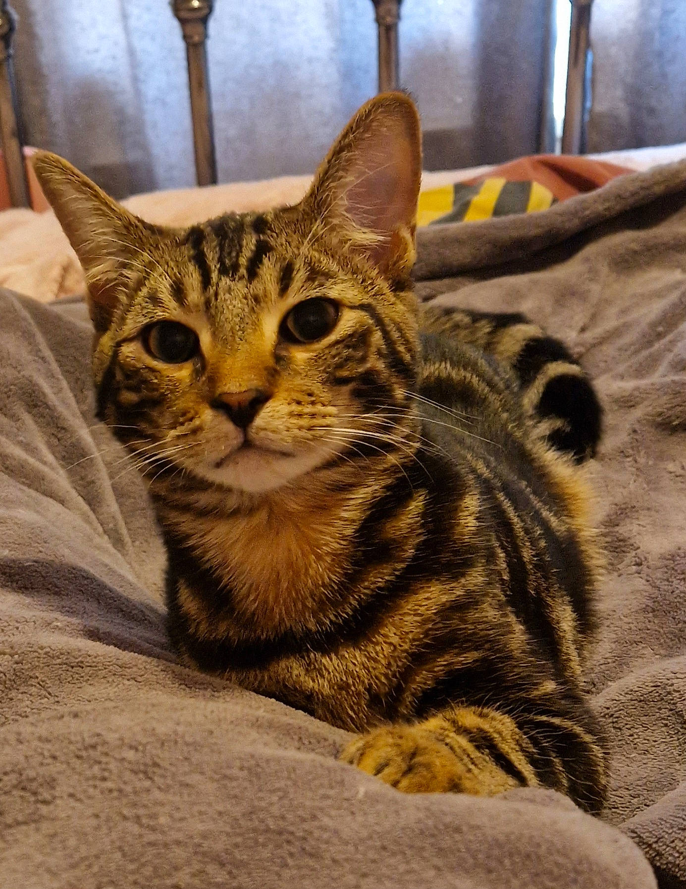 Pepper is registered to the contest to win money with this photo: carnivore, cat, cat_supply, comfort, domestic_short_haired_cat, felidae, fur, sitting, small_to_medium_sized_cats, snout, terrestrial_animal, tree, whiskers