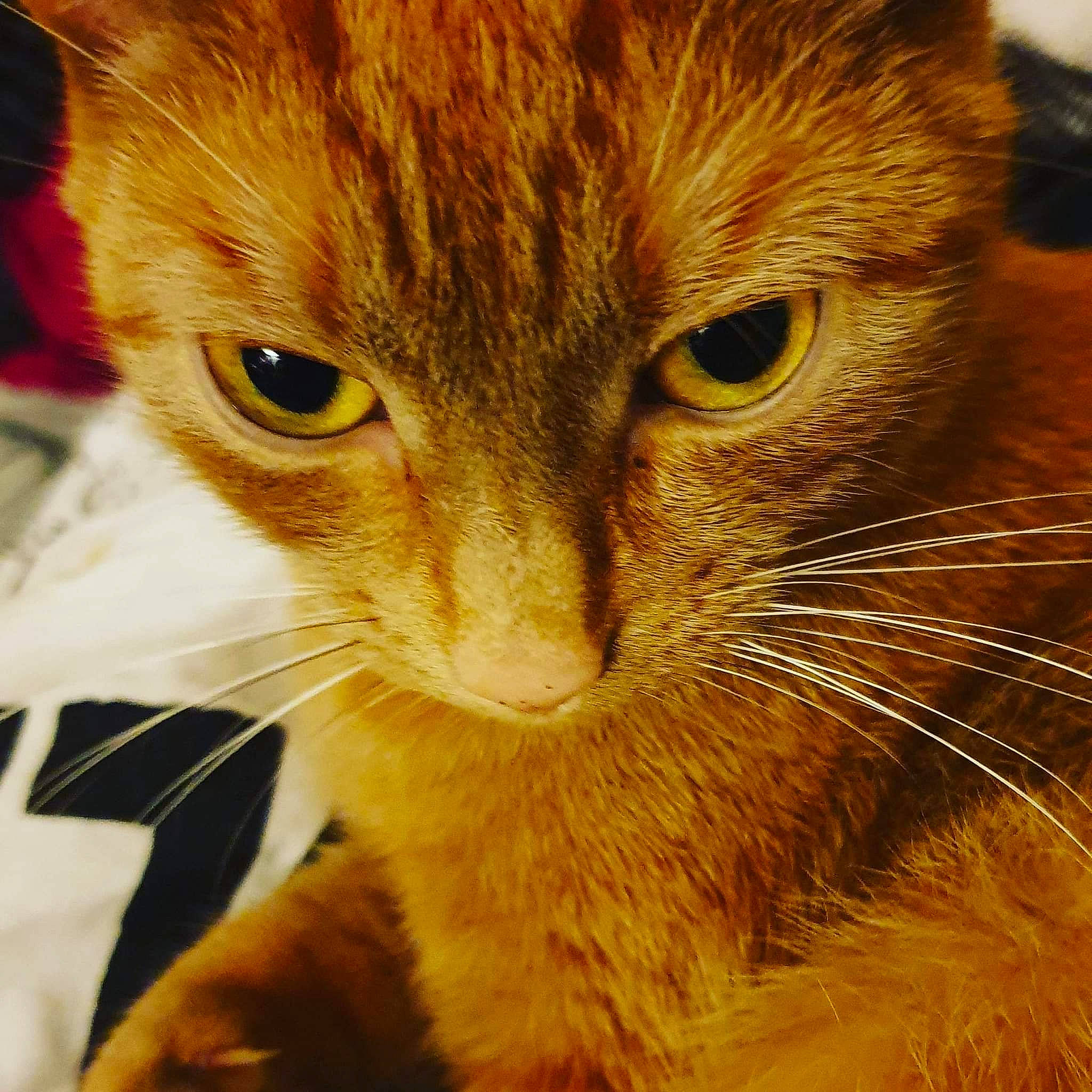 Ginny is registered to the contest to win money with this photo: carnivore, cat, claw, close_up, domestic_short_haired_cat, eye, fawn, felidae, fur, hair, head, iris, mammal, small_to_medium_sized_cats, snout, tail, terrestrial_animal, vertebrate, whiskers, wildlife