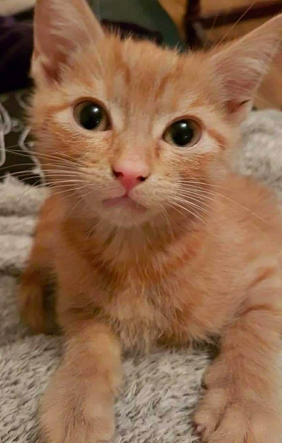 Ginny joined the competition — help win amazing prizes! carnivore, cat, claw, domestic_short_haired_cat, eye, fawn, felidae, fur, paw, small_to_medium_sized_cats, snout, tail, terrestrial_animal, whiskers