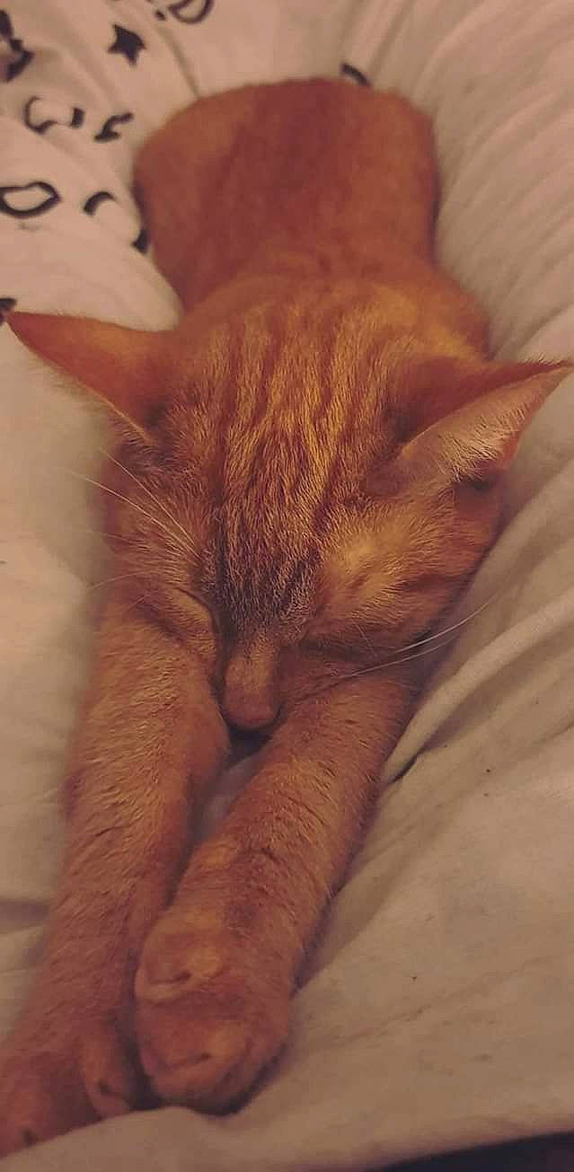 Ginny joined the competition — help win amazing prizes! carmine, carnivore, cat, claw, comfort, domestic_short_haired_cat, fawn, felidae, fur, human_leg, linens, nap, orange, paw, small_to_medium_sized_cats, snout, tail, terrestrial_animal, whiskers, wood