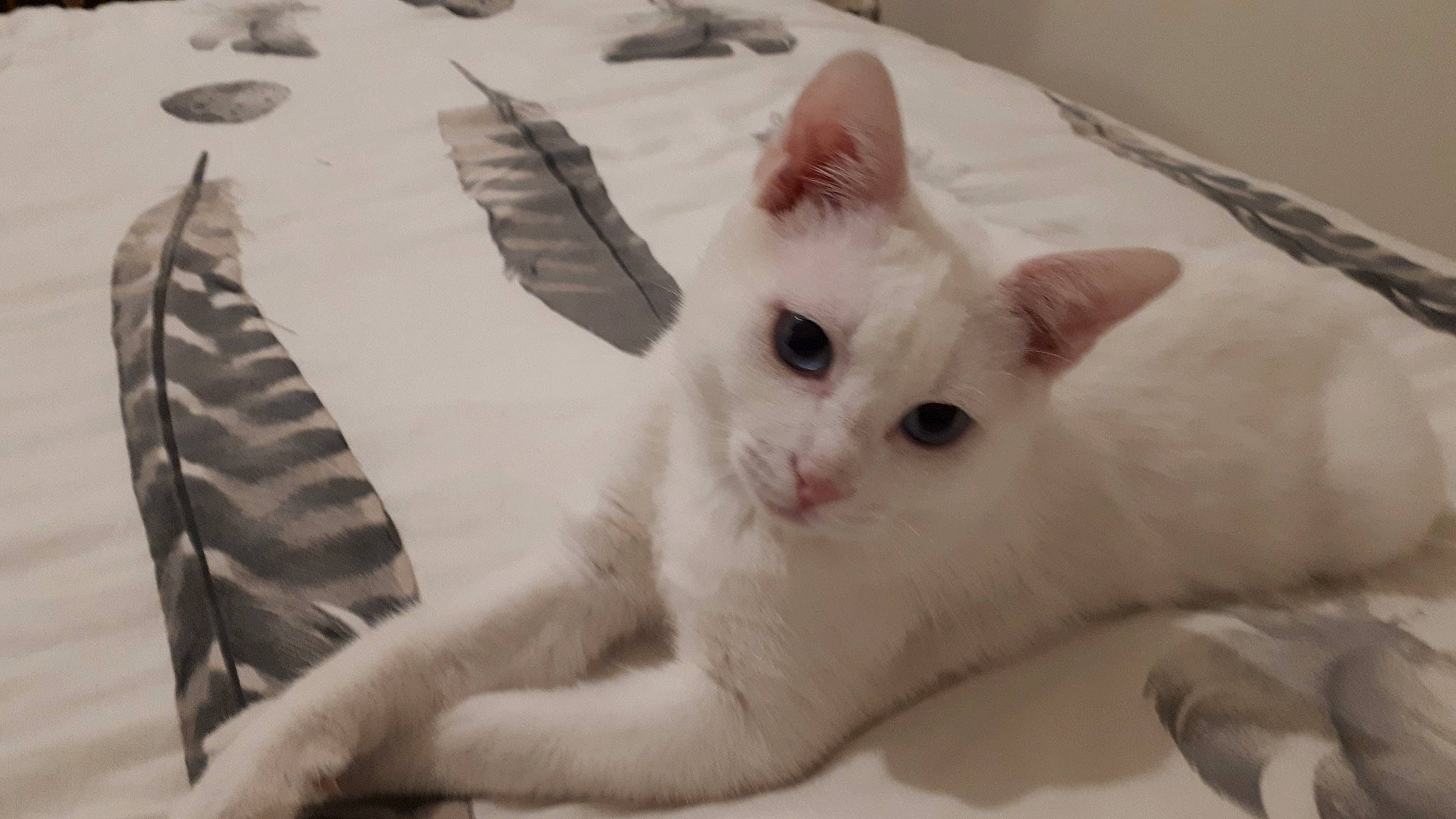 Flocon participe au concours pour gagner de l'argent avec cette photo : aegean_cat, asian, burmilla, carnivore, cat, colorpoint_shorthair, domestic_short_haired_cat, ear, eye, felidae, khao_manee, kitten, mammal, paw, small_to_medium_sized_cats, tail, turkish_angora, turkish_van, vertebrate, whiskers