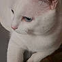 cat, white_cat, blue_eyes, feline, pet, indoor, chair, wooden, fur, animal, domestic_animal, cute, close_up, portrait, relaxed, whiskers, paw, sitting, looking_away, calm