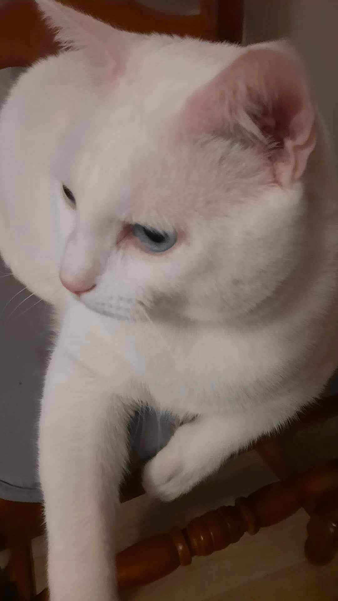 Flocon a rejoint le concours — aidez-le/la à gagner de superbes lots ! cat, white_cat, blue_eyes, feline, pet, indoor, chair, wooden, fur, animal, domestic_animal, cute, close_up, portrait, relaxed, whiskers, paw, sitting, looking_away, calm