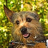 animal, bokeh, brown_fur, canine, close_up, collar, dog, eyes, forest, happy, nose, open_mouth, outdoor, pet, pointed_ears, portrait, scruffy_fur, smiling, teeth, tongue