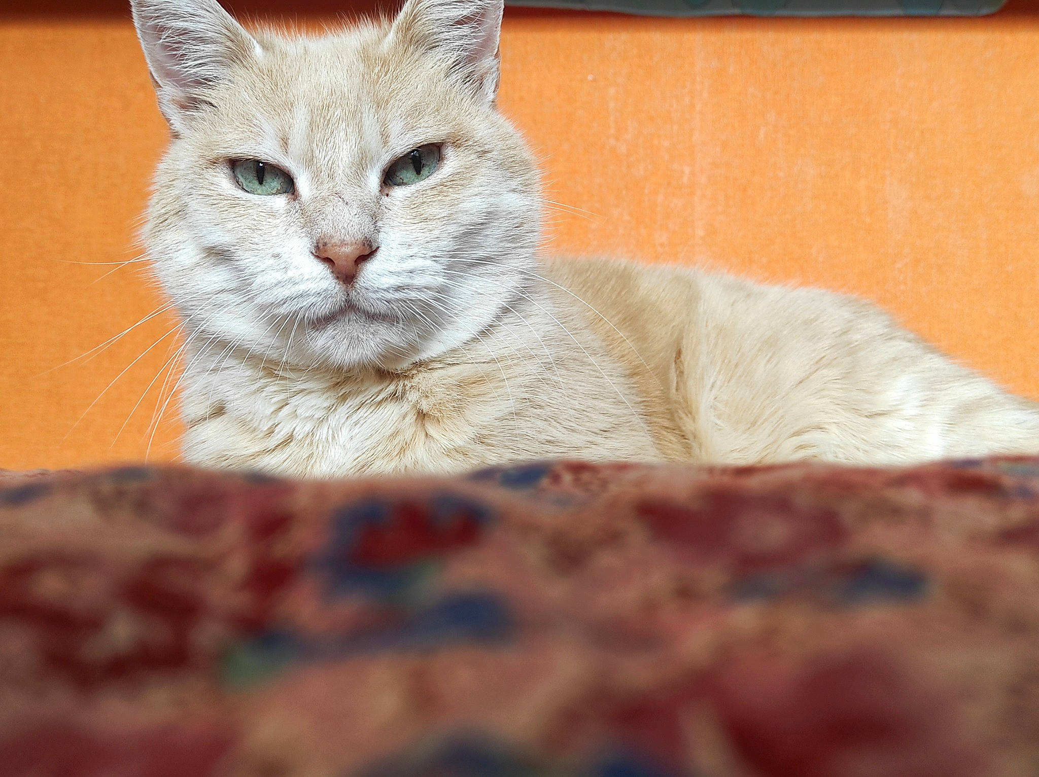 Lili participe au concours pour gagner de l'argent avec cette photo : carnivore, cat, comfort, domestic_short_haired_cat, fawn, felidae, fur, paw, sitting, small_to_medium_sized_cats, snout, tail, terrestrial_animal, tree, whiskers, window