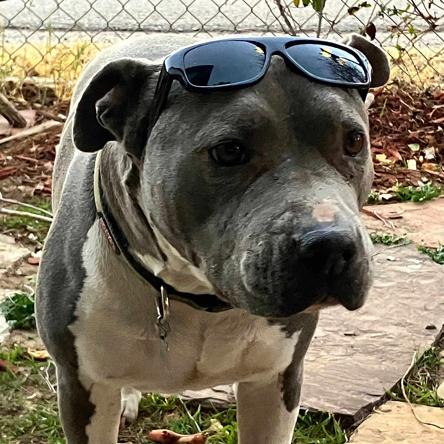 Daisy joined the competition — help win amazing prizes! animal, backyard, brown_eyes, canine, chain_link_fence, closeup, collar, dog, grass, leafy, nature, outdoor, pet, quiet, shade, standing, stone_path, summer, sunglasses, sunlight