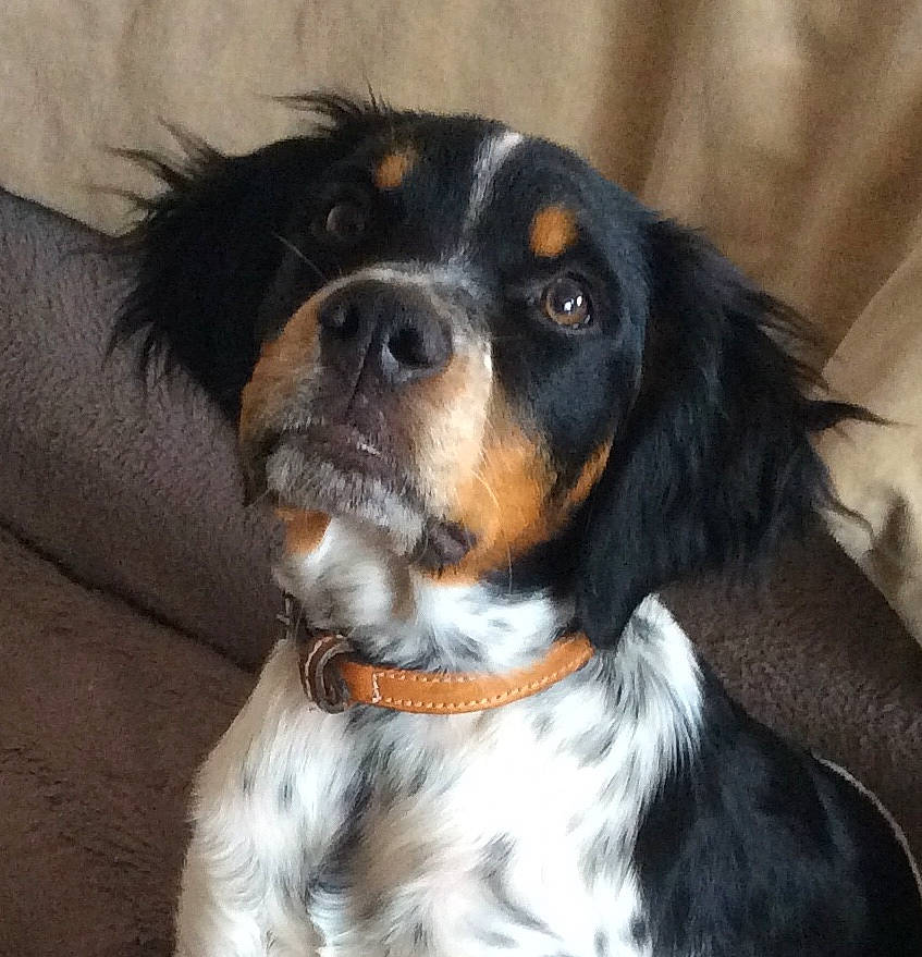 Nacho participe au concours pour gagner de l'argent avec cette photo : canidae, carnivore, cavalier_king_charles_spaniel, companion_dog, dog, dog_breed, french_spaniel, king_charles_spaniel, mammal, puppy, puppy_love, rare_breed_dog, setter, small_greek_domestic_dog, snout, spaniel, sporting_group, vertebrate, whiskers