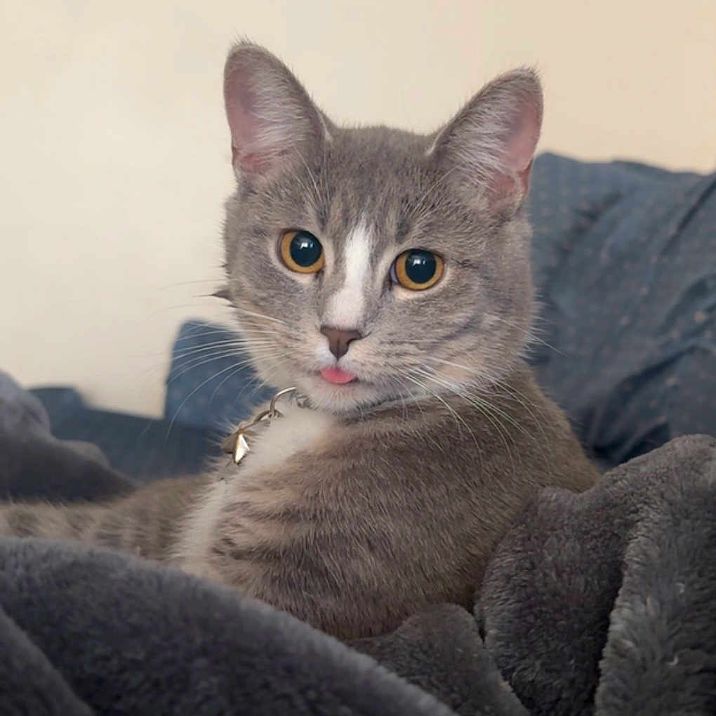 Human is registered to the contest to win money with this photo: cat, gray_cat, white_markings, tongue_out, close_up, pet, animal, feline, whiskers, ears, eyes, collar, indoor, blanket, cozy, cute, fur, relaxed, resting, portrait
