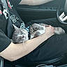 cat, person, car, lap, sleeping, black_clothing, seatbelt, steering_wheel, hand, fur, pet, relaxation, interior, window, comfort, animal, seat, resting, collar, casual