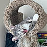 Human is registered to the contest to win money with this photo: cat, gray_cat, white_paw, cat_tunnel, scratched, frayed, indoor, pet, feline, yawning, relaxed, cozy, fur, paw, animal, cute, resting, closeup, funny_expression, household