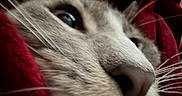 Human joined the competition — help win amazing prizes! cat, close_up, whiskers, nose, eye, fur, red_blanket, cozy, indoor, soft_light, window_blinds, pet, animal, cute, feline, relaxed, portrait, domestic, warm, snuggled