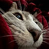 cat, close_up, whiskers, nose, eye, fur, red_blanket, cozy, indoor, soft_light, window_blinds, pet, animal, cute, feline, relaxed, portrait, domestic, warm, snuggled