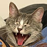 Human is registered to the contest to win money with this photo: cat, tabby, mouth_open, teeth, whiskers, close_up, blurred, fur, ears, animal, pet, indoor, face, expression, yawning, feline, tongue, nose, head, sleepy