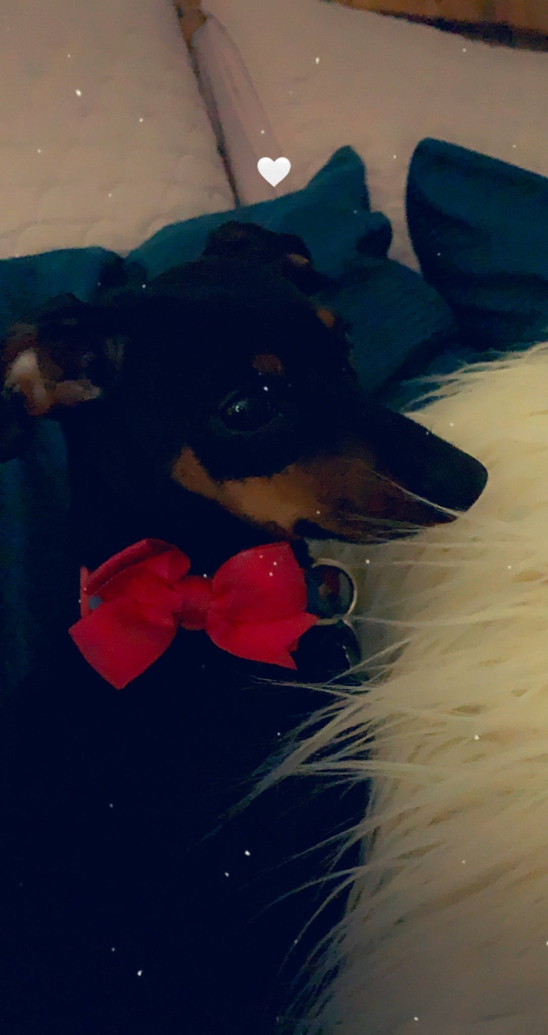 Stella Rose is registered to the contest to win money with this photo: canidae, carmine, carnivore, companion_dog, dog, dog_breed, electric_blue, fawn, fun, fur, gesture, guard_dog, leisure, personal_protective_equipment, recreation, snout, sporting_group, sunglasses, visual_arts, whiskers