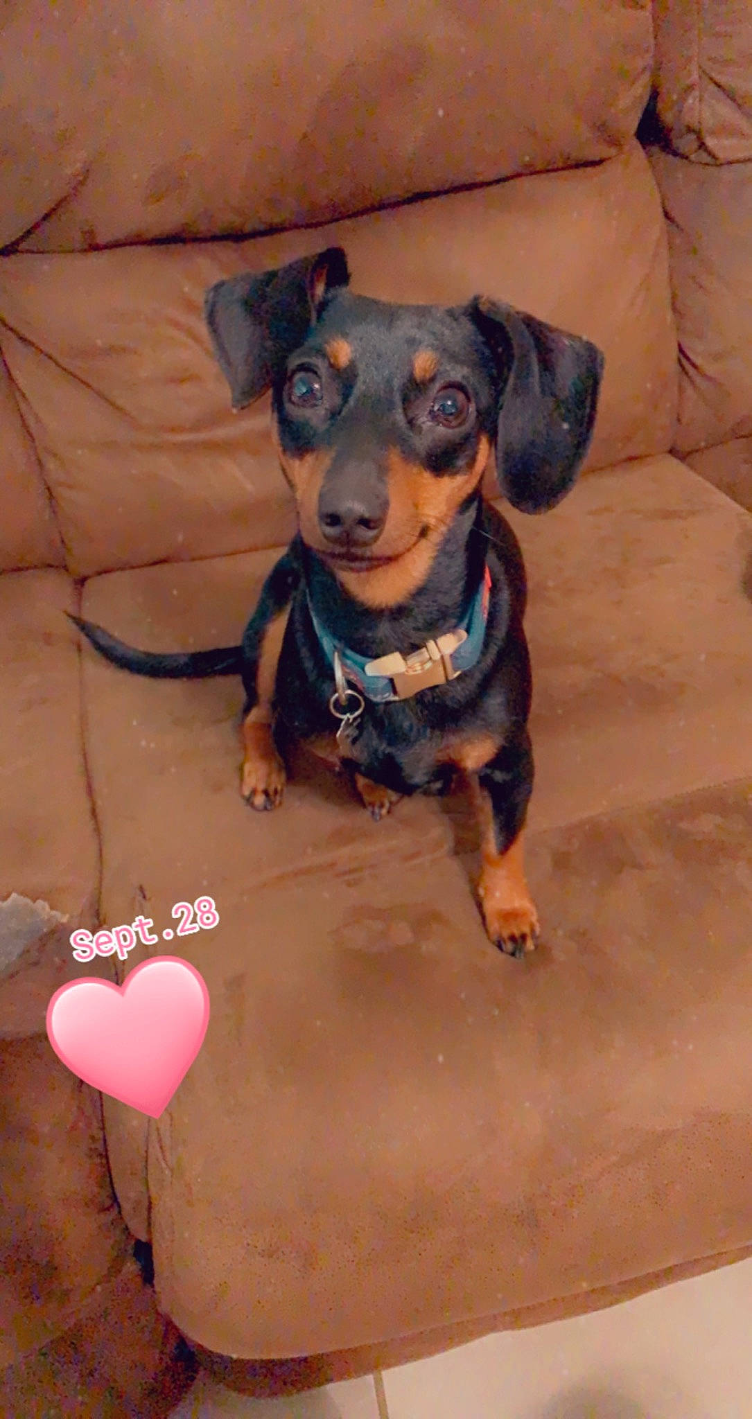 Stella Rose is registered to the contest to win money with this photo: canidae, carnivore, collar, companion_dog, dog, dog_breed, dog_clothes, dog_collar, dog_supply, fawn, guard_dog, heart, liver, personal_protective_equipment, pet_supply, snout, sporting_group, toy_dog, whiskers, working_animal