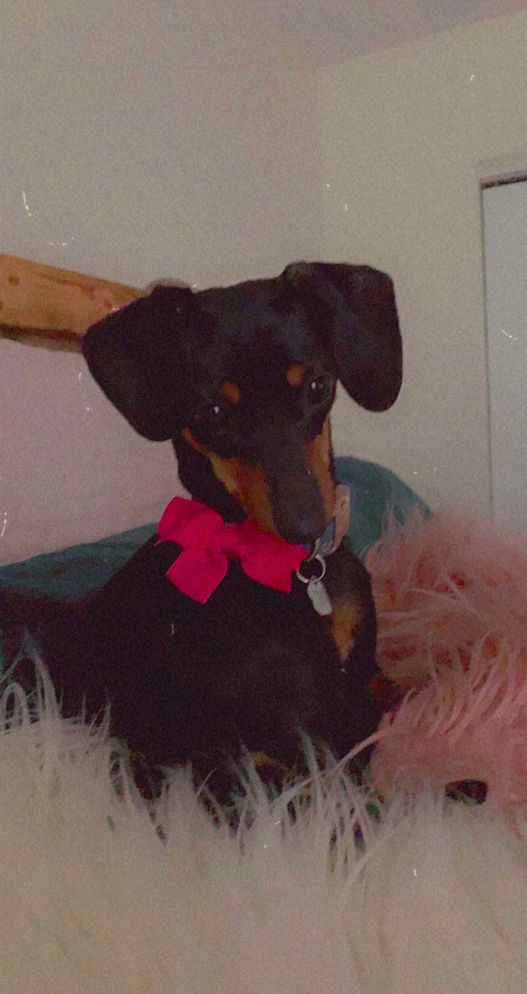 Stella Rose joined the competition — help win amazing prizes! bow_tie, carnivore, collar, companion_dog, dog, dog_breed, dog_clothes, dog_collar, dog_supply, fashion_accessory, fawn, fur, hat, pet_supply, pinscher, sleeve, snout, sporting_group, toy_dog, working_animal